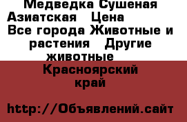 Медведка Сушеная Азиатская › Цена ­ 1 400 - Все города Животные и растения » Другие животные   . Красноярский край